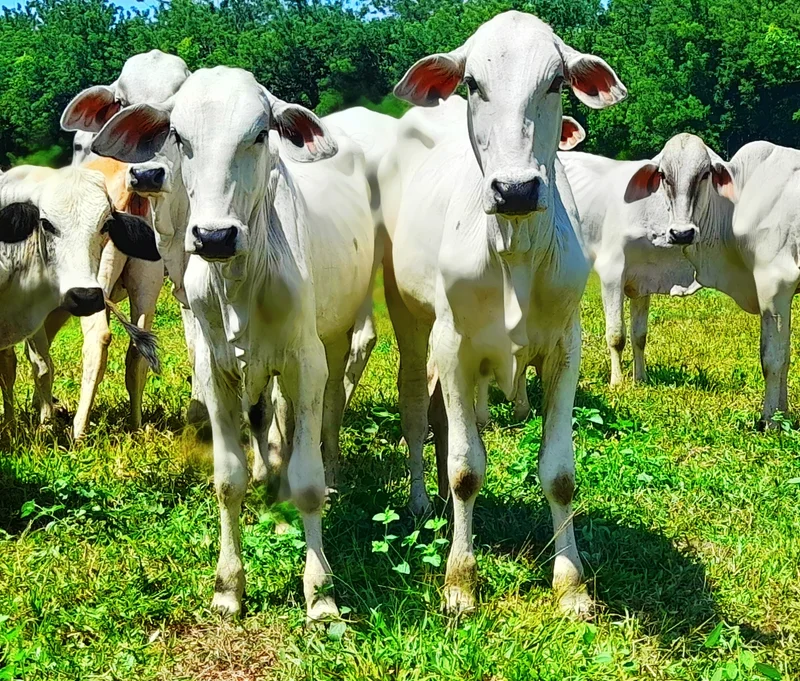 TERNERAS